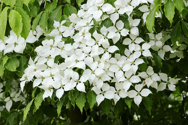 Kousa Dogwood