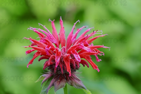 Wild bergamot or Bee Balm (Monarda fistulosa