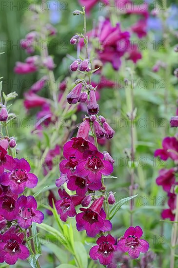 Penstemon (Penstemon hybrid)