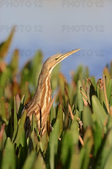 American Bittern (Botaurus lentiginosus)