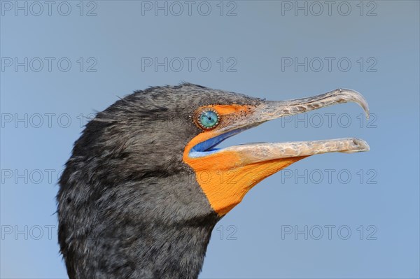 Double-crested Cormorant (Phalacrocorax auritus)