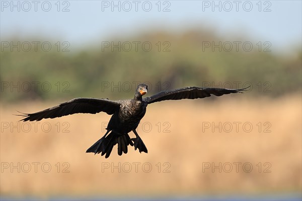 Double-crested Cormorant (Phalacrocorax auritus)