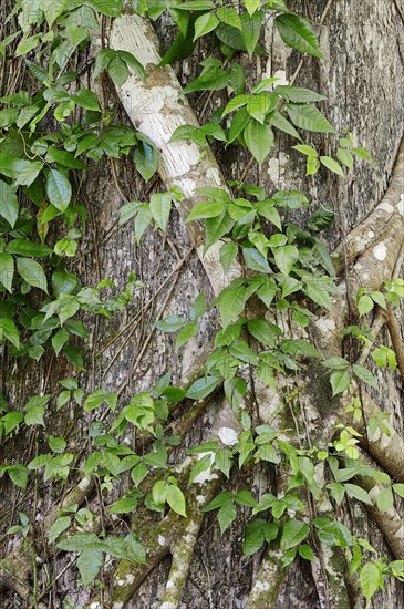 Tree with a Florida Strangler Fig or Strangler Fig (Ficus aurea)