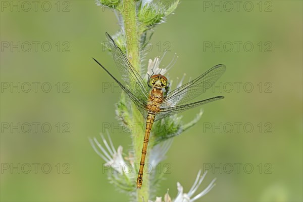 Vagrant Darter (Sympetrum vulgatum)