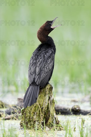 Pygmy Cormorant (Phalacrocorax pygmaeus)