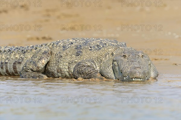 Mugger Crocodile or Indian Marsh Crocodile (Crocodylus palustris) lying on the shore