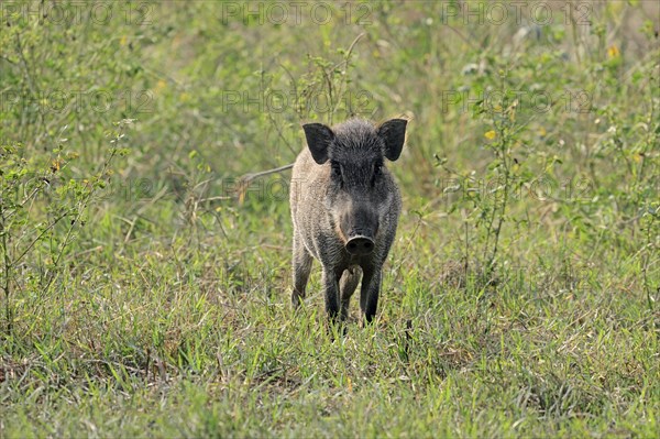 Indian Wild Boar (Sus scrofa cristatus)