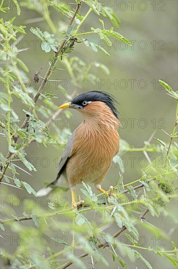 Brahminy Myna or Brahminy Starling (Sturnus pagodarum)