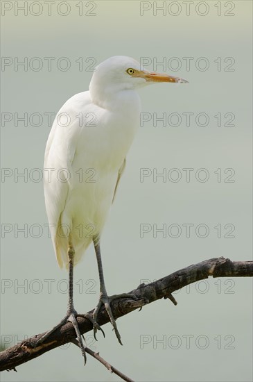 Cattle Egret (Bubulcus ibis)