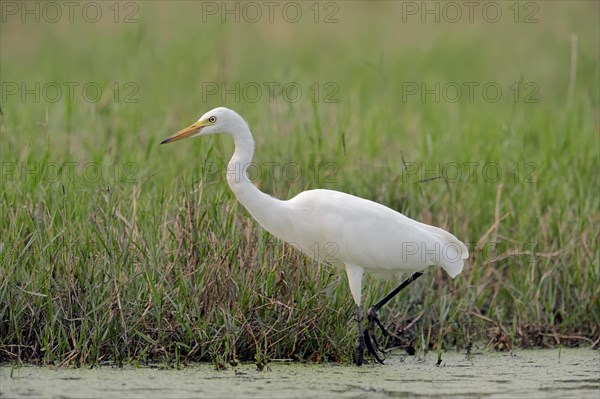 Means Egret (Egretta intermedia intermedia Mesophoyx