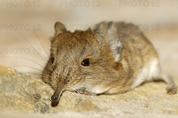 Short-eared elephant shrew (Macroscelides proboscideus)