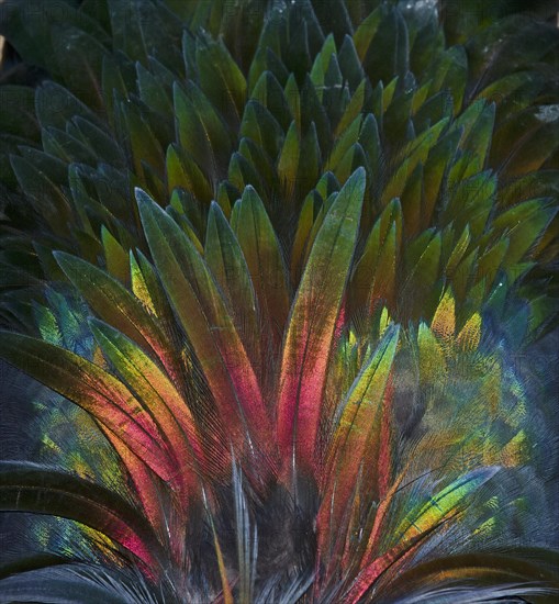 Feather detail of a Nicobar Pigeon (Caloenas nicobarica)