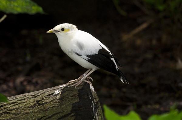 Black-winged Starling