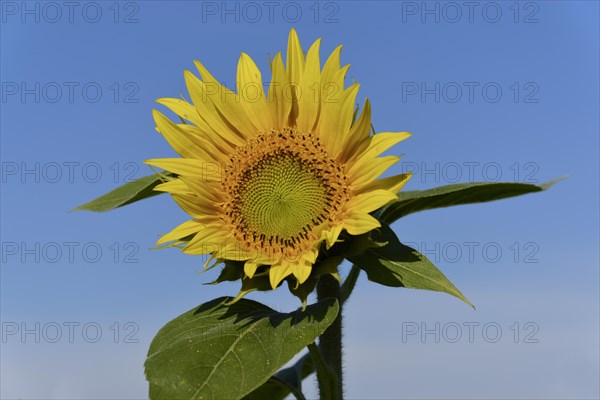 Sunflower (Helianthus annuus)