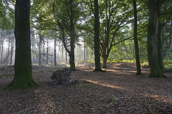 Sun rays in a forest