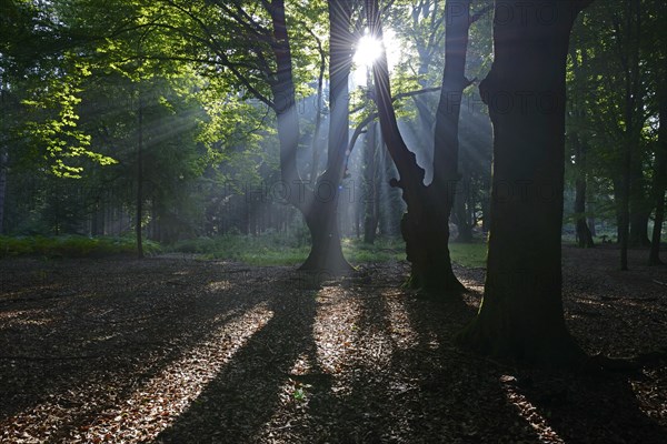 Sun rays in the forest