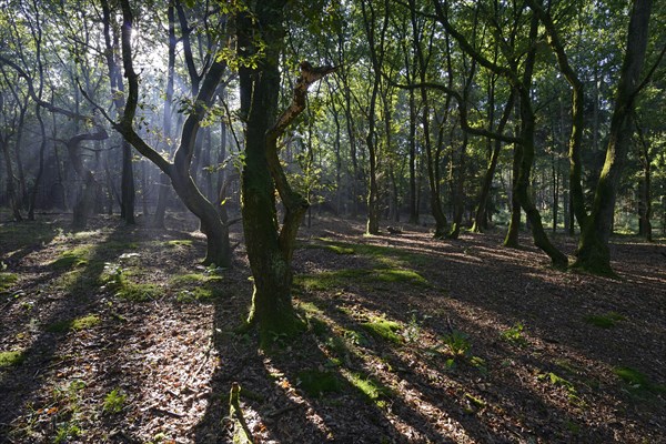 Sun rays in the forest