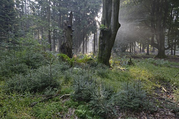 Sun rays in the forest