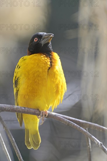 Village Weaver