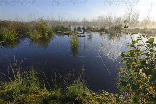 Early morning in a swamp or a moor
