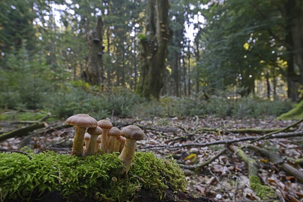 Armillaria (Armillaria ostoyae)