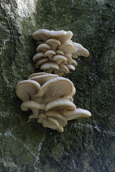 Lilac oysterling (Panus conchatus)