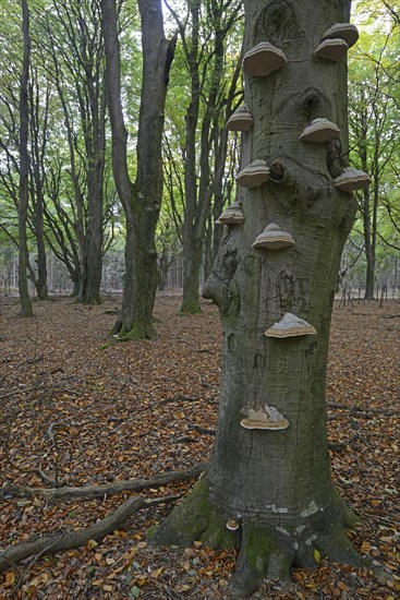 Tinder fungus (Fomes fomentarius) on beech trunk(Fagus sylvatica)