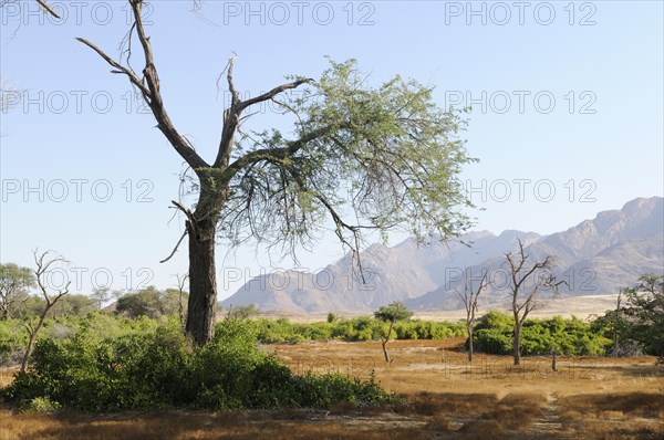 Shrubland