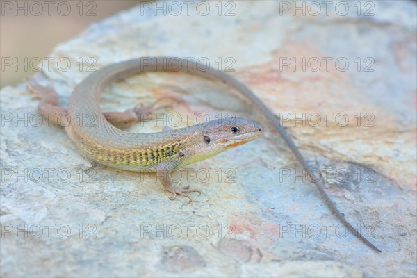 Large Psammodromus (Psammodromus algirus)