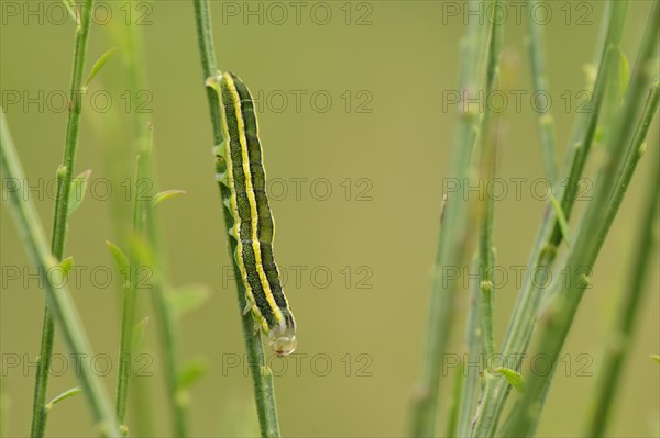 Caterpillar of a Broom Moth (Ceramica pisi) sitting upside down on a broom twig