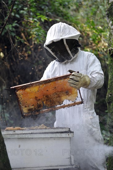 Man wearing a protective suit removing a honeycomb filled with honey from a beehive