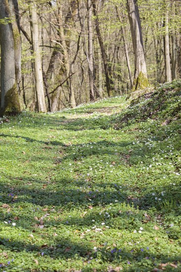 Forest path