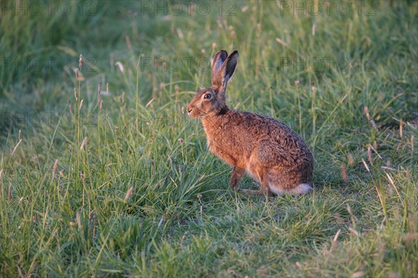 European Hare or Brown Hare (Lepus europaeus)