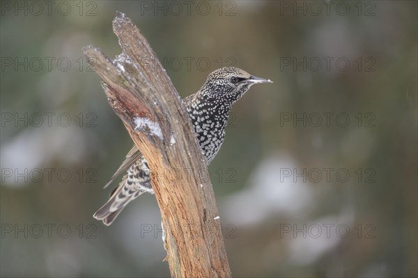 Starling (Sturnus vulgaris)