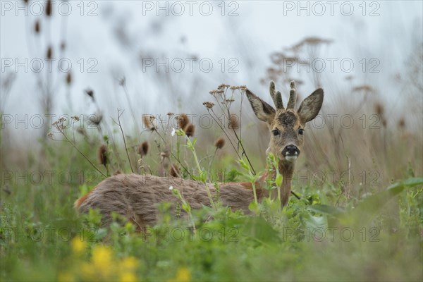 Roe deer (Capreolus capreolus)