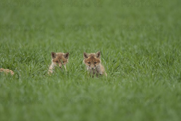 Fox cubs (Vulpes vulpes)