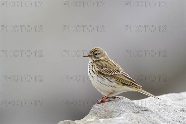 Meadow Pipit (Anthus pratensis) adult