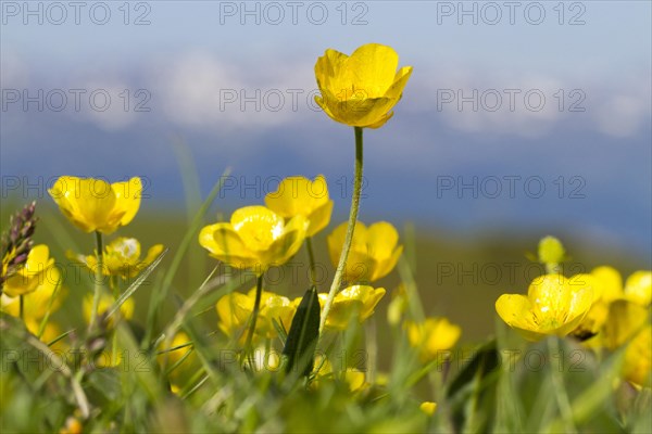 Mountain Buttercup (Ranunculus montanus) flowering