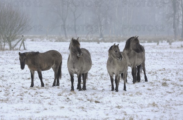 Konik horses or Konik wild horses