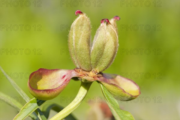 Common Garden Peony (Paeonia officinalis)