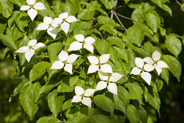 Kousa Dogwood or Chinese Dogwood (Cornus kousa)