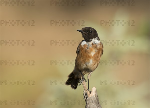 European Stonechat (Saxicola rubicola)