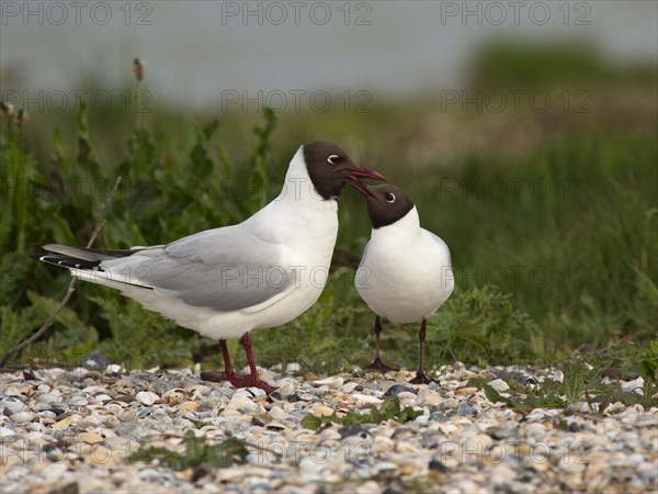 Black-headed Gulls (Chroicocephalus ridibundus)