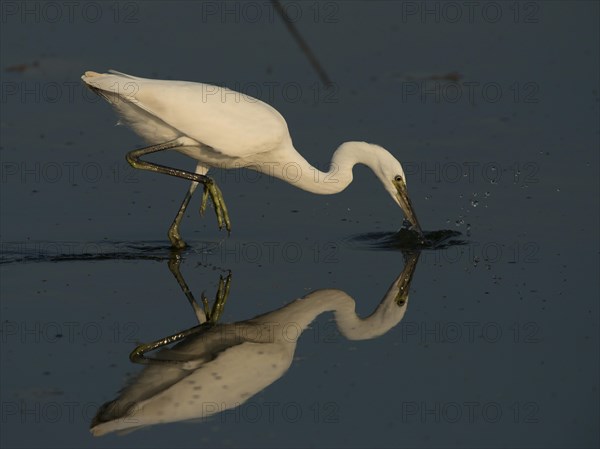 Little Egret (Egretta garzetta)