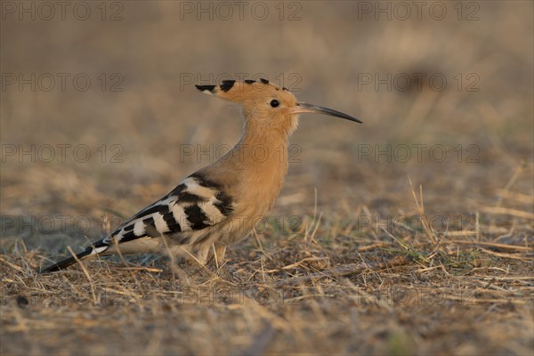 Hoopoe (Upupa epops)