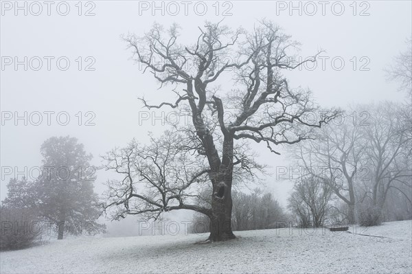 Oak in the landscaped gardens of Ettersburg Castle