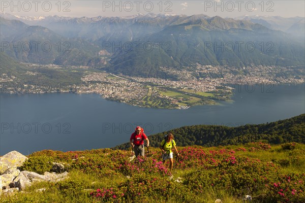 Man and a woman hiking amidst blooming rhododendron on Monte Covreto
