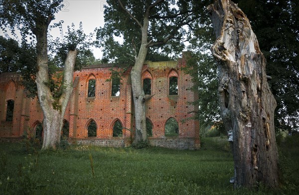 Ancient oaks at the ruins of Boitzenburg Abbey