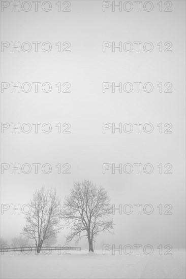 Trees and fog in snow landscape