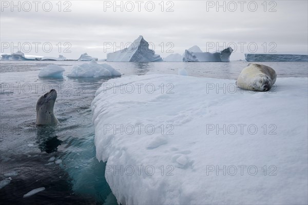 Leopard Seals (Hydrurga leptonyx)